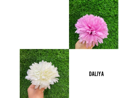 daliya  loose flower